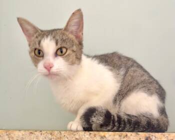 Rescue Domestic Short Hair Cats for Adoption in Augusta, Georgia - Elena | PetCurious