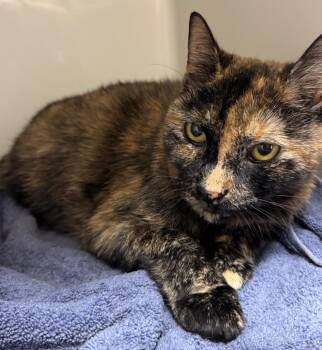 American Shorthair Cats Available for Adoption - Layla | PetCurious
