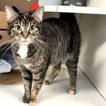 Domestic Short Hair Cats Available for Adoption - Mini | PetCurious