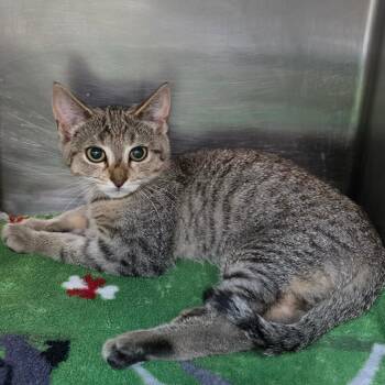 Robbie -  Domestic Short Hair Cat for Adoption in Philadelphia, Pennsylvania - Robbie | PetCurious