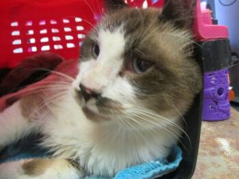 Rescue Siamese Cats for Adoption in Ocala, Florida - A370523 | PetCurious