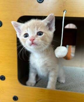 Domestic Short Hair Cats Available for Adoption in Medford, Wisconsin - Windego | PetCurious