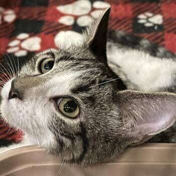 SNEEZY -  Tabby Cat for Adoption in Lake Ozark, Missouri - SNEEZY | PetCurious