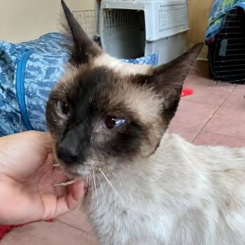 Saturday Morning Cartoons -  Siamese and Domestic Short Hair Cat for Adoption in Boerne, Texas - Saturday Morning Cartoons | PetCurious