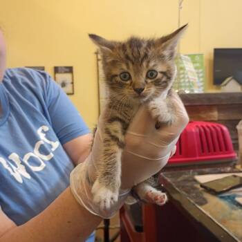 Kevin -  Domestic Short Hair Cat for Adoption in Lynchburg, Virginia - Kevin | PetCurious