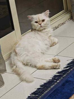 Rescue Himalayan and Turkish Angora Cats for Adoption in Brampton, Ontario - Oscar | PetCurious