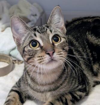 Rescue Domestic Short Hair Cats for Adoption in Madison, Wisconsin - Chidi | PetCurious