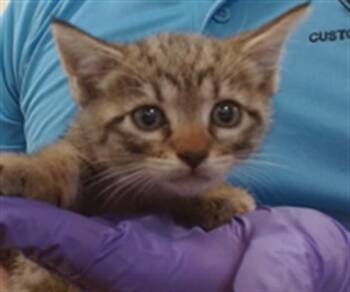 SUSHI -  Domestic Short Hair Cat for Adoption in Doral, Florida - SUSHI | PetCurious