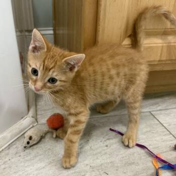Destruction -  Domestic Short Hair Cat for Adoption in Brownsboro, Alabama - Destruction | PetCurious
