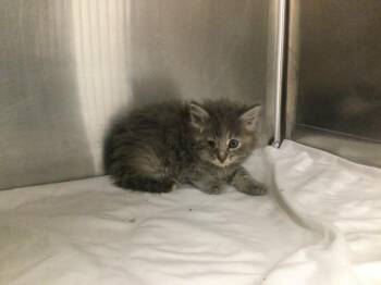 Domestic Long Hair Cats Available for Adoption in Thousand Palms, California - A1917182 | PetCurious