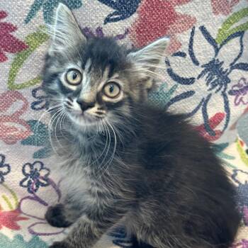 Domestic Medium Hair Cats Available for Adoption in Matteson, Illinois - Dipsy | PetCurious