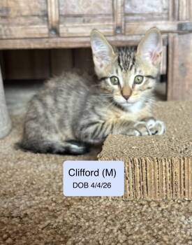 Clifford -  Tabby and Domestic Short Hair Cat for Adoption in Vacaville, California - Clifford | PetCurious