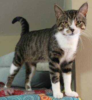 Tanner -  Domestic Short Hair Cat for Adoption in Huron, South Dakota - Tanner | PetCurious