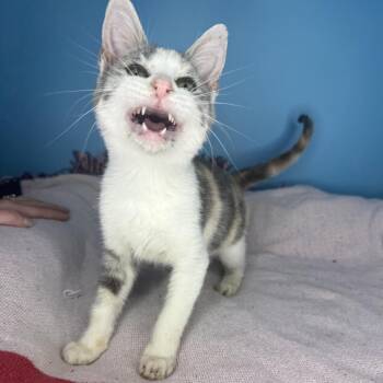 Domestic Short Hair Cats Available for Adoption in San Antonio, Texas - Boop | PetCurious