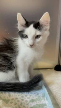 Fedex -  Domestic Medium Hair Cat for Adoption in The Woodlands, Texas - Fedex | PetCurious