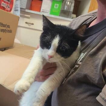Dolphy -  Domestic Short Hair Cat for Adoption in Hemet, California - Dolphy | PetCurious