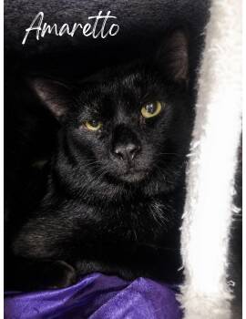 Amaretto -  Domestic Short Hair Cat for Adoption in Greensburg, Pennsylvania - Amaretto | PetCurious
