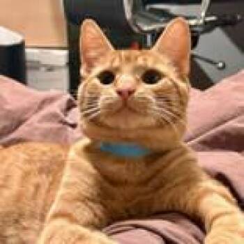 Domestic Short Hair Cats Available for Adoption - Simba (bonded With Darwin) | PetCurious