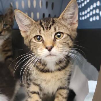 Maurice -  Domestic Short Hair Cat for Adoption in Sarasota, Florida - Maurice | PetCurious