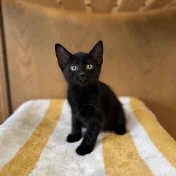 Sirko--In Foster -  Domestic Short Hair Cat for Adoption in Fargo, North Dakota - Sirko--In Foster | PetCurious