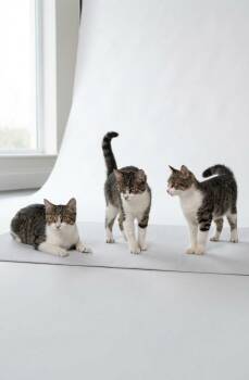 Honey -  Domestic Short Hair Cat for Adoption in Mobile, Alabama - Honey | PetCurious