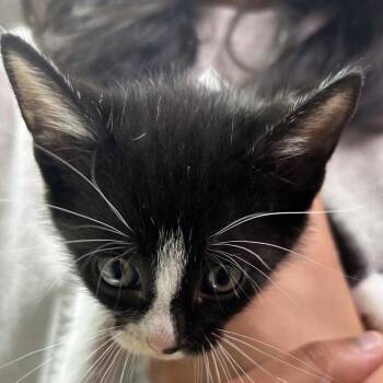 Domestic Short Hair Cats Available for Adoption in Leander, Texas - Bert | PetCurious