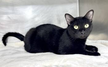 Rescue Domestic Short Hair Cats for Adoption in Beech Bottom, West Virginia - RAVEN | PetCurious