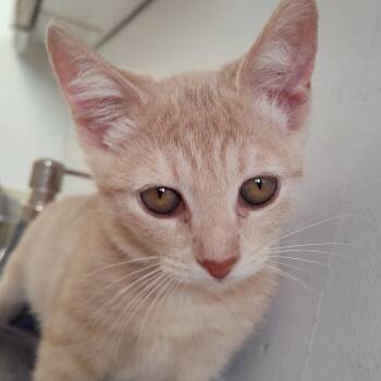 Rescue Domestic Short Hair Cats for Adoption in Bountiful, Utah - Louise | PetCurious