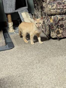 Rescue Domestic Short Hair Cats for Adoption - Agnes | PetCurious