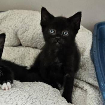 Tiberius -  Domestic Short Hair Cat for Adoption in Baltimore, Maryland - Tiberius | PetCurious