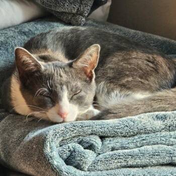 Homer -  Tuxedo and Domestic Short Hair Cat for Adoption in Knoxville, Tennessee - Homer | PetCurious