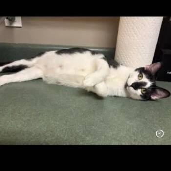 Honey ARC2026-540 -  Domestic Short Hair Cat for Adoption in Akron, New York - Honey ARC2026-540 | PetCurious