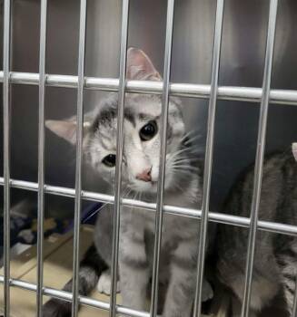 Domestic Short Hair Cats Available for Adoption - Spark (Bonded W/Sizzle) | PetCurious