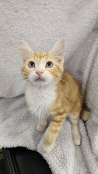 Archie -  Domestic Short Hair Cat for Adoption in Antioch, California - Archie | PetCurious
