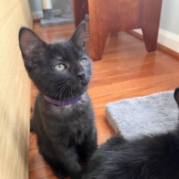 Poppy -  Domestic Short Hair Cat for Adoption in Fairfax Station, Virginia - Poppy | PetCurious
