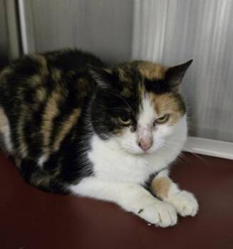 Harper -  Domestic Short Hair and Tabby Cat for Adoption in Gaithersburg, Maryland - Harper | PetCurious