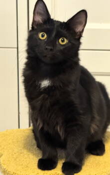 Rescue Domestic Medium Hair and Domestic Long Hair Cats for Adoption in Pompano Beach, Florida - Dedra | PetCurious