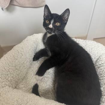 Orion -  Domestic Short Hair Cat for Adoption in Long Beach, California - Orion | PetCurious
