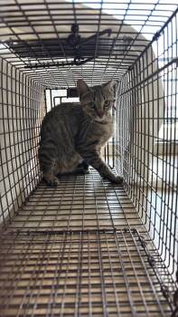 Marano Feral 3 -  Domestic Short Hair Cat for Adoption in New Braunfels, Texas - Marano Feral 3 | PetCurious