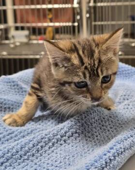 Deca -  Domestic Short Hair Cat for Adoption in Vancouver, Washington - Deca | PetCurious