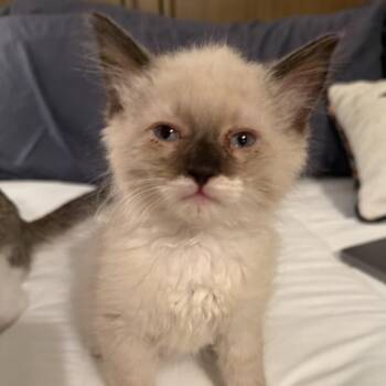 Colt -  Siamese Cat for Adoption in Los Angeles, California - Colt | PetCurious