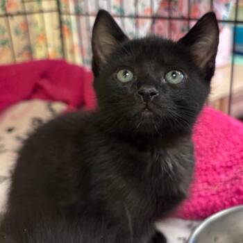 Kevin -  Domestic Short Hair Cat for Adoption in Corpus Christi, Texas - Kevin | PetCurious