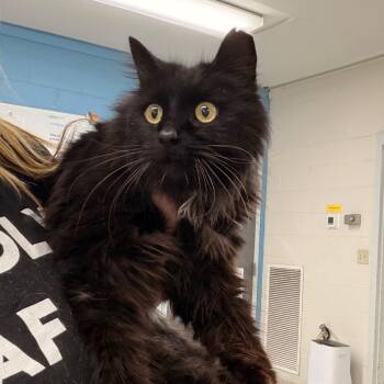 Domestic Long Hair Cats Available for Adoption in Indianapolis, Indiana - Water Boy | PetCurious