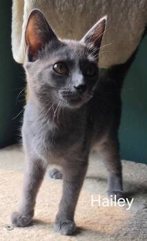 Hailey -  Domestic Short Hair Cat for Adoption in Oviedo, Florida - Hailey | PetCurious