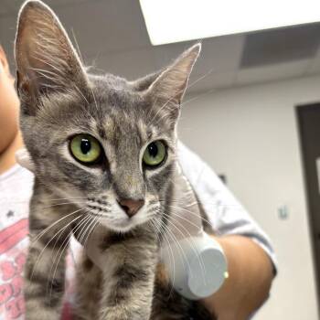 Sandy Cheeks -  Domestic Short Hair Cat for Adoption in Cleveland, Mississippi - Sandy Cheeks | PetCurious