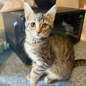 Rescue Domestic Short Hair Cats for Adoption in Richmond, Virginia - WindSeeker | PetCurious
