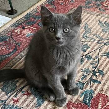 Ozzy SO FRIENDLY AND AFFECTIONATE -  Russian Blue and Domestic Short Hair Cat Available for Adoption in Bethel, Connecticut - Ozzy SO FRIENDLY AND AFFECTIONATE | PetCurious