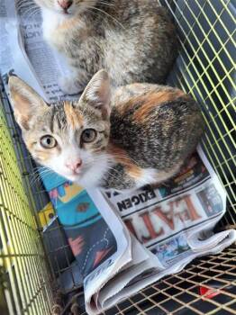 WILMA -  Domestic Short Hair Cat for Adoption in San Antonio, Texas - WILMA | PetCurious