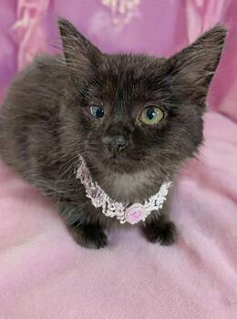 Krispy -  Domestic Medium Hair Cat for Adoption in Greensboro, North Carolina - Krispy | PetCurious