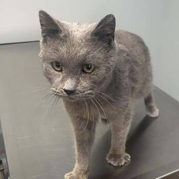 Domestic Short Hair Cats Available for Adoption - Bizkit | PetCurious